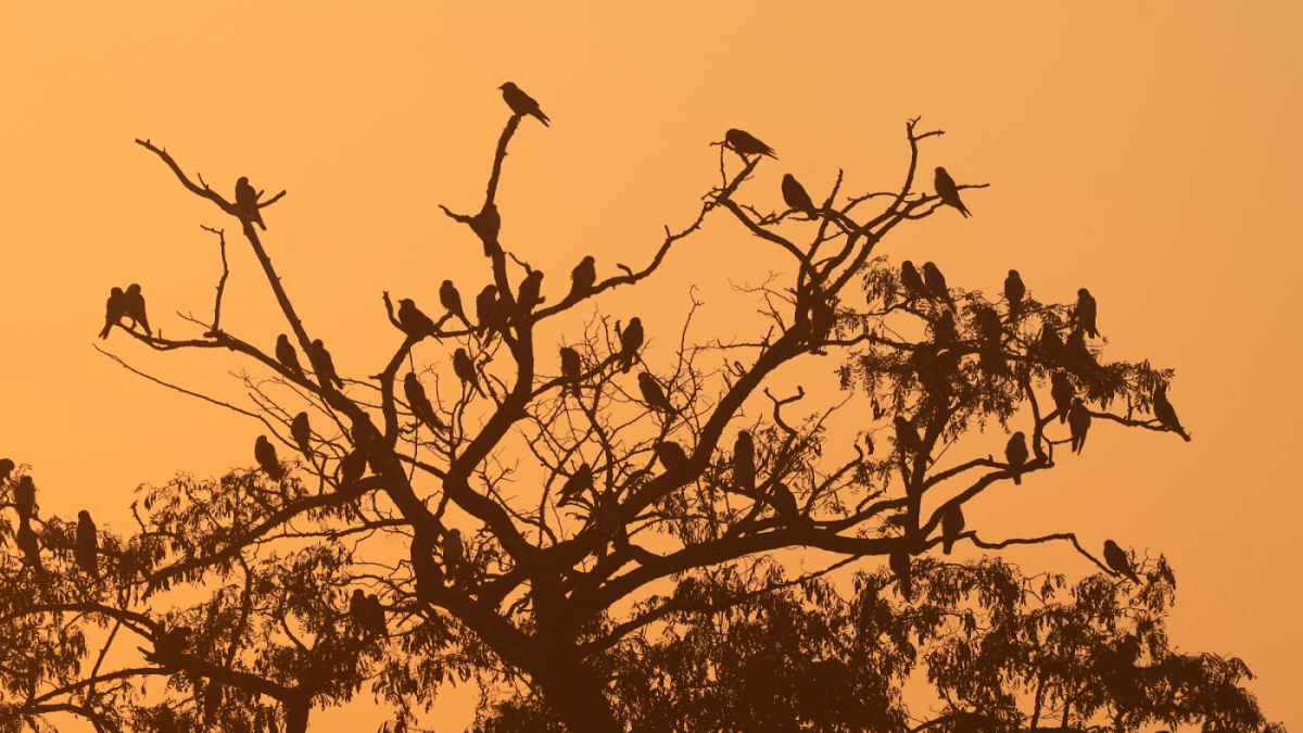 RedfootedFalcons duringthe roosting