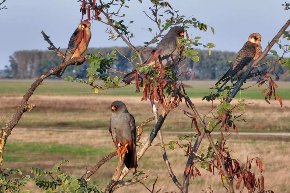 Redfooted Falcons